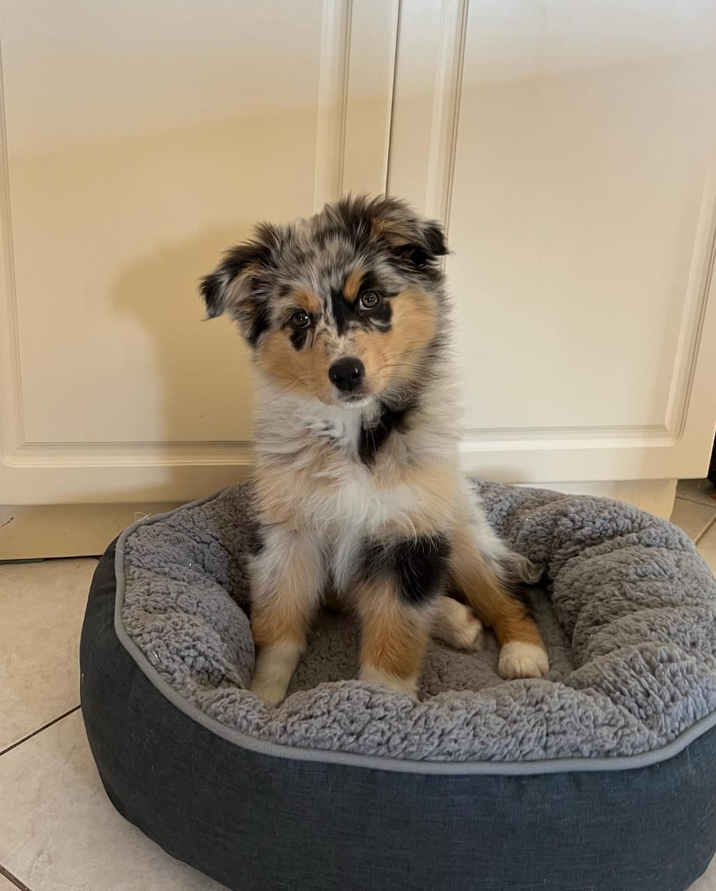 Australian shepherd puppies for sale