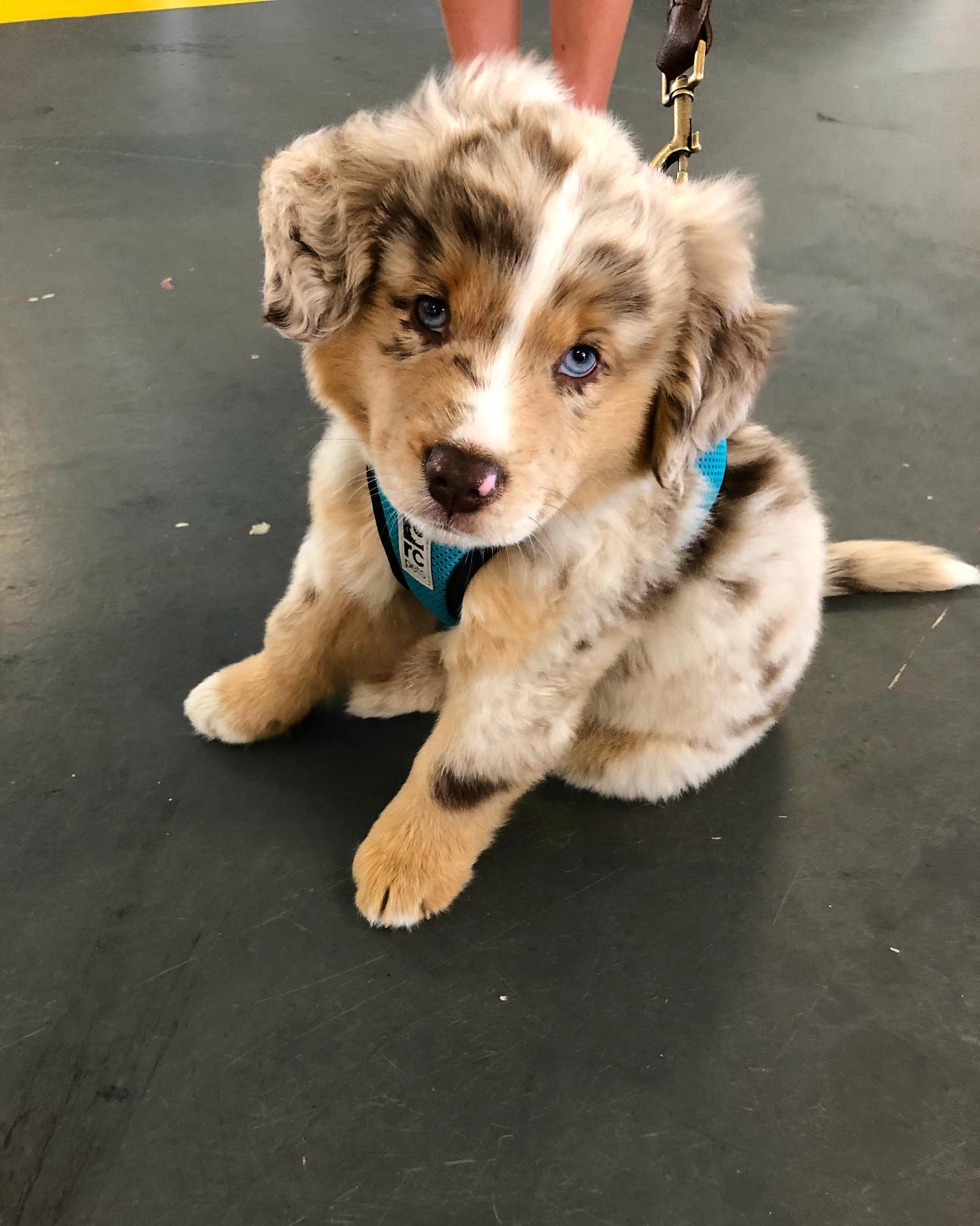 Australian shepherd puppies for sale