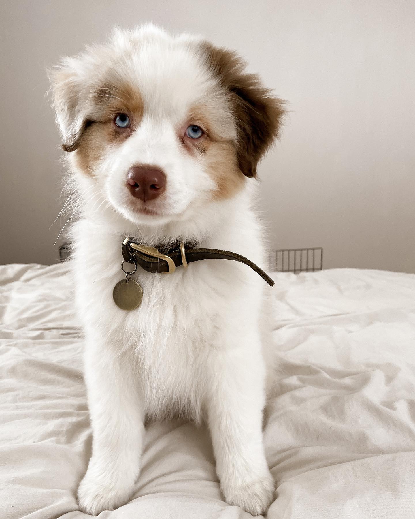 Australian shepherd puppies for sale