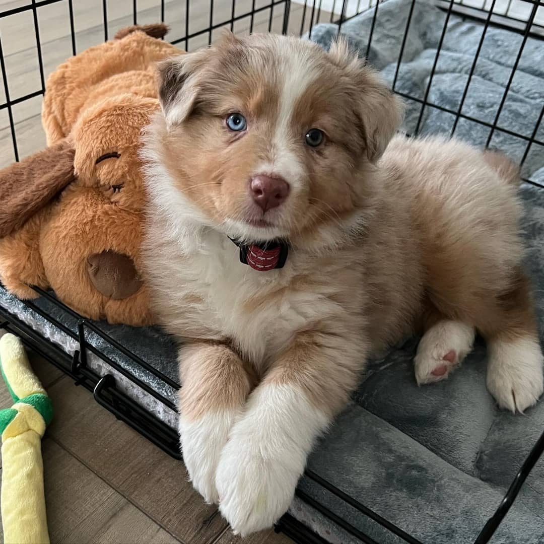 Australian shepherd puppies for sale