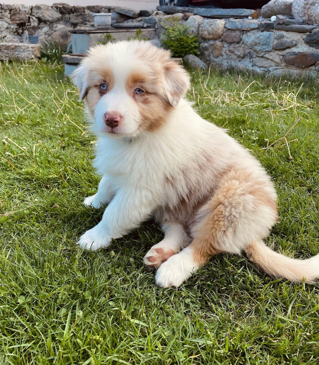 Australian shepherd puppies for sale