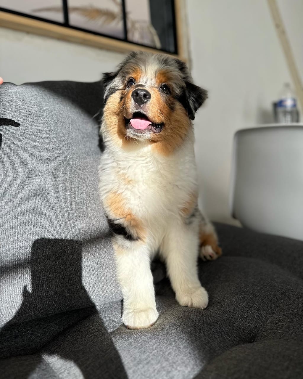 Australian shepherd puppies for sale