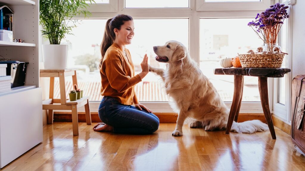 Do Australian Shepherds Shed